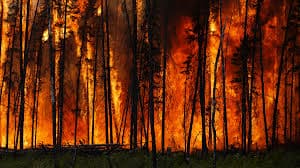 Wildfire